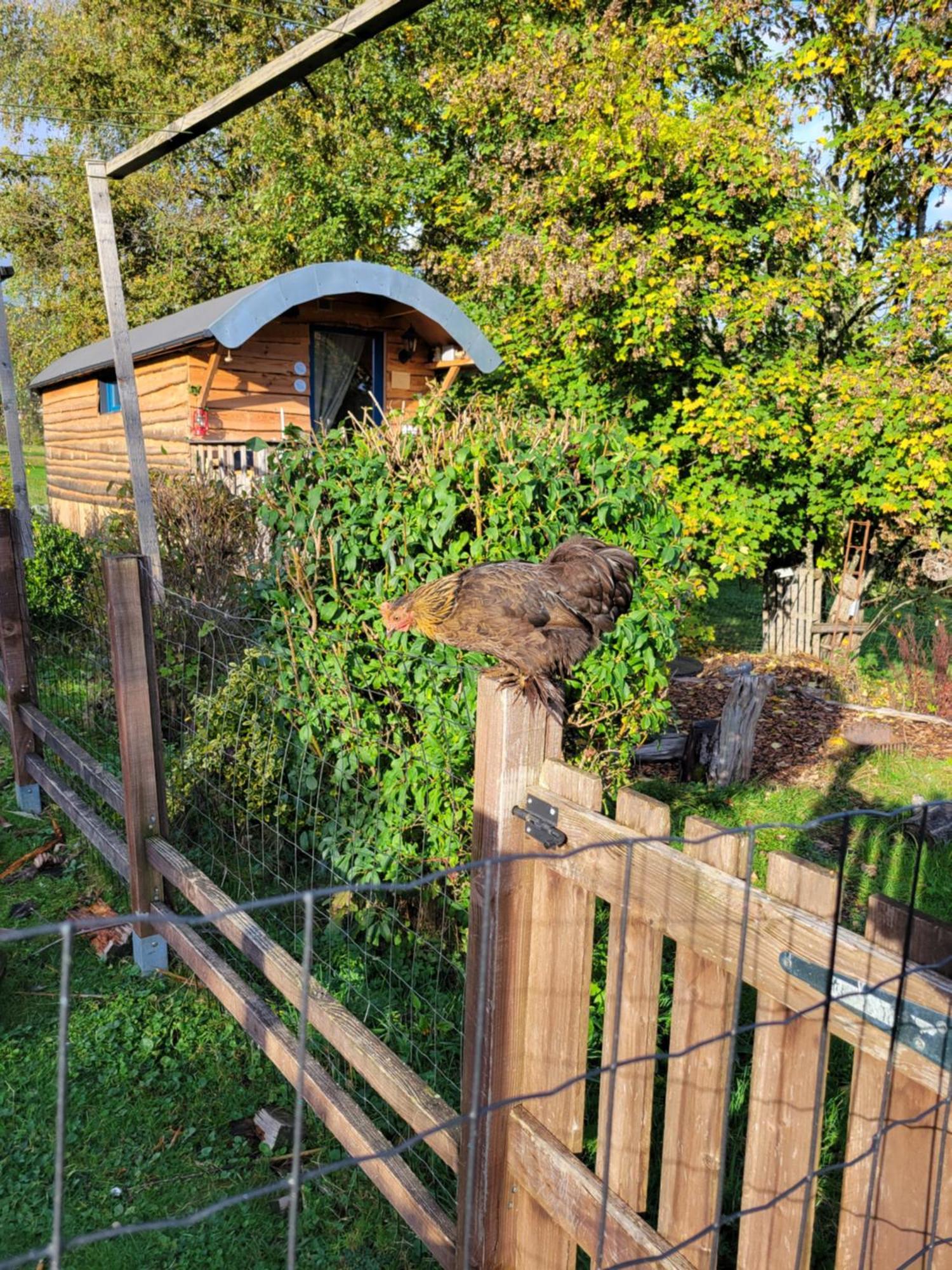 La Roulotte Tiny House Du Mond'Ideal Leval  Zimmer foto